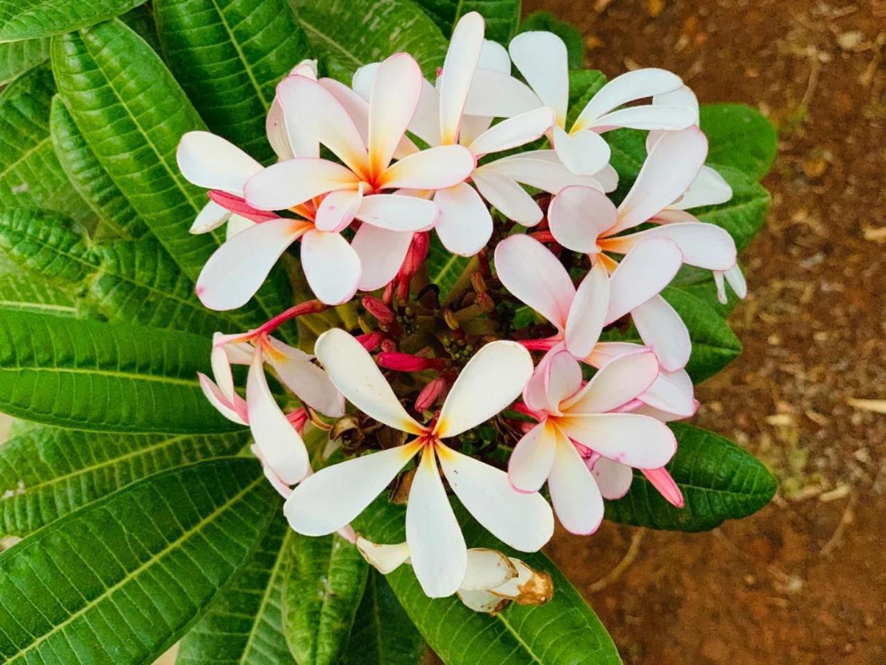Mizzle Exotica Lonavala Apartment Luaran gambar